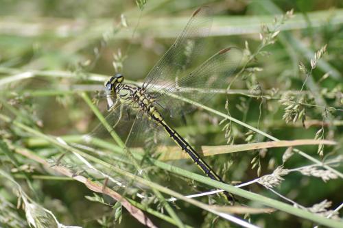 Gomphus pulchellus
